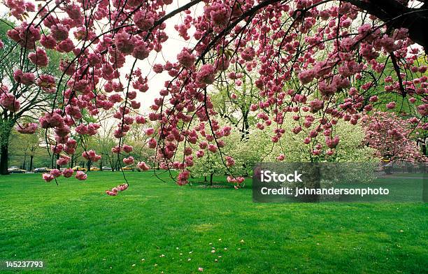 Японская Вишня Дерево — стоковые фотографии и другие картинки Апрель - Апрель, Без людей, Весна