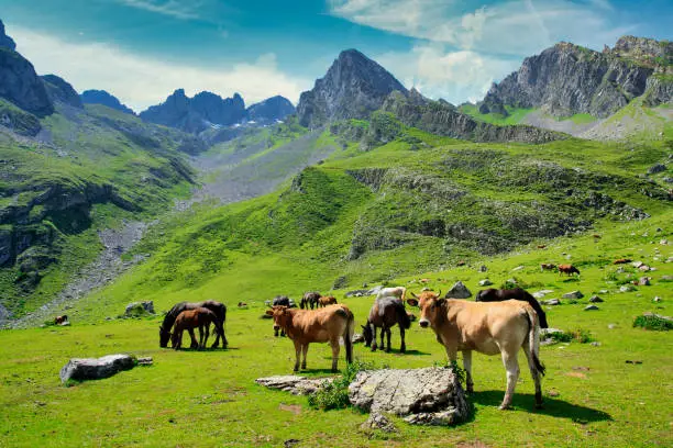 Photo of Cattle in El Meicin, Ubiñas La Mesa masiff and Natural Park, Lena, Asturias, Spain
