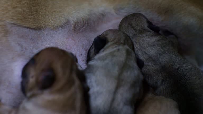 199 Animal Giving Birth Stock Videos and Royalty-Free Footage - iStock 199 Animal Giving Birth Stock Videos and Royalty-Free Footage - iStock