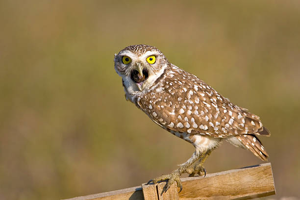 istock Burrowing Owl caughing up a pellet 145237900