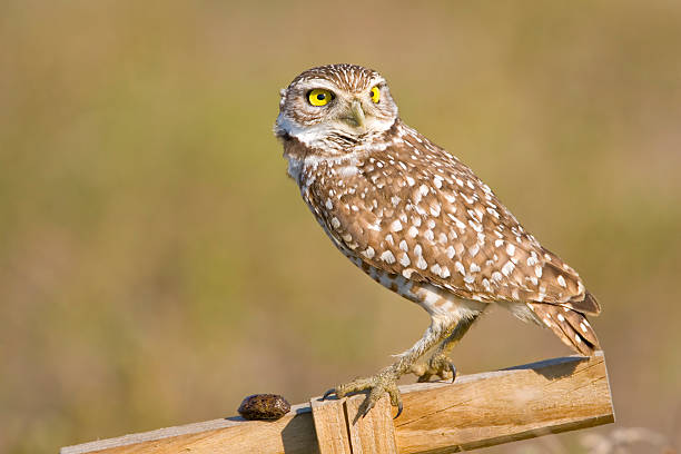 istock Burrowing Owl has successfully expelled a pellet 145237937