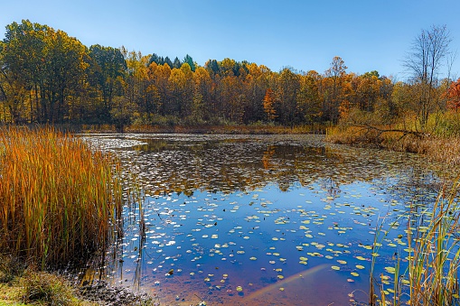 Panorama of Colorful trees surrounding Southards Pond in late October located in Babylon Village Long Island New York.