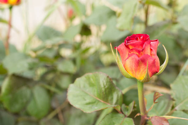 Red rose flower blooming in garden, closeup view.