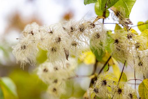 Witch hazel; blossom, Hamamelis