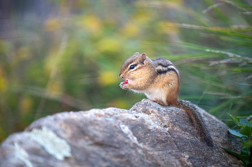 Eastern chipmunk stretching out on rock, a funny and endearing pose. Twenty-four of the world's 25 chipmunk species live in North America, but only this species is found in the east. The chipmunk is one of the most curious animals, fascinated by human doings. They can even seem to enjoy human company. Taken wide open in the dark woods of Connecticut's northwest hills, with the narrow focus on the big eyes.