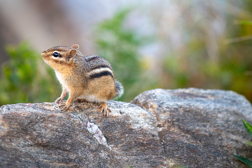 Squirrel on rock