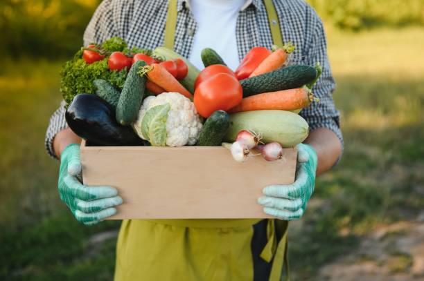 istock Farmer hands holding wooden box with different vegetables 1452380331