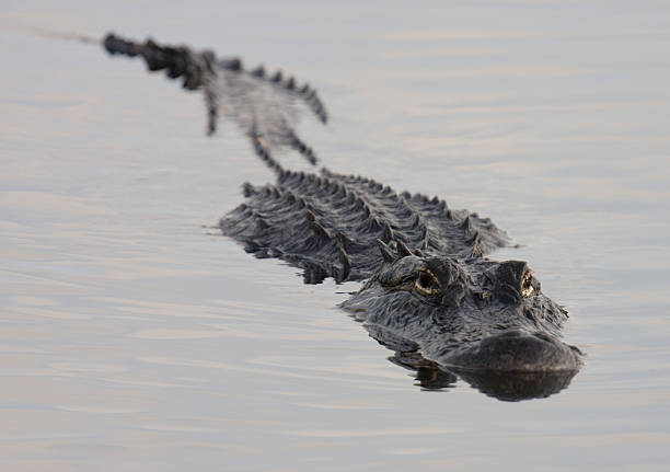 istock American Alligator Swimming 145238042