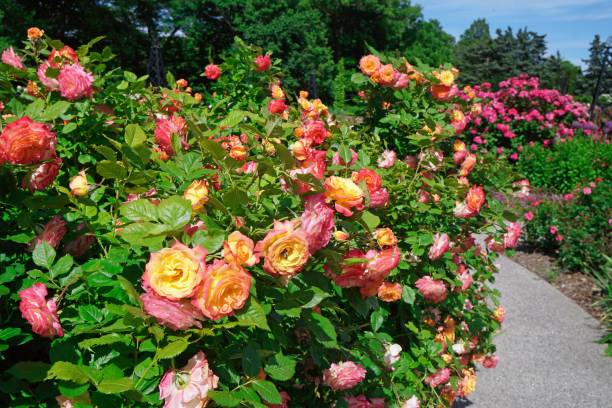 garten mit großen rosensträuchern in voller blüte - royal botanical garden stock-fotos und bilder