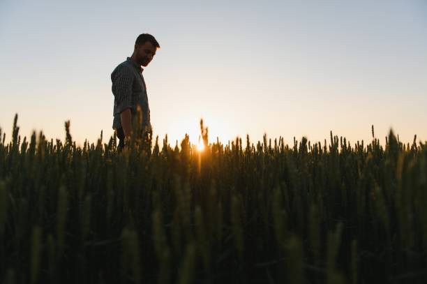 istock Man walking in wheat during sunset and touching harvest 1452380989