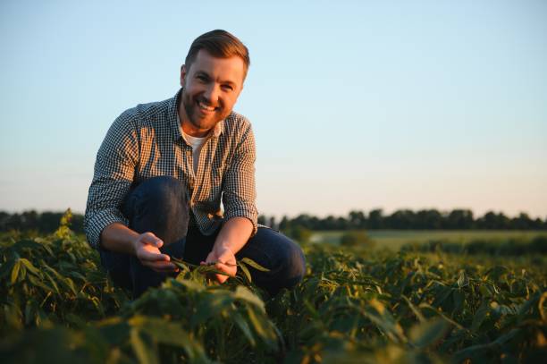 agronom inspiziert sojabohnenkulturen, die auf dem acker wachsen. produktionskonzept für die landwirtschaft. jungagronom untersucht sojabohnenernte auf dem feld im sommer. landwirt auf sojabohnenfeld. - farmer stock-fotos und bilder