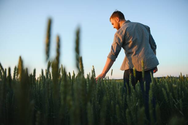 istock Man walking in wheat during sunset and touching harvest 1452381101