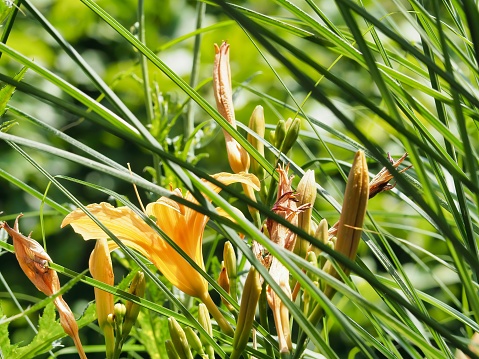 A closeup of lemon lilies blooming in the garden