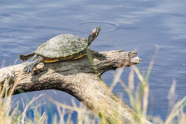 istock Red-eared Slider Turtle in the Sun 1452381168
