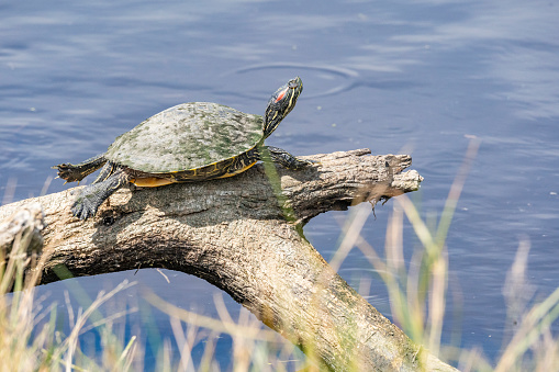 This red-eared slider was caught taking in the warm sun.  This turtle is or was the most popular pet turtle in the world.  Seen in the Anahuac National Wildlife Refuge in Texas.