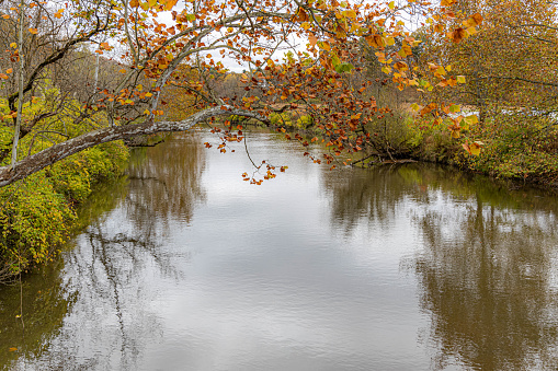 Sunrays streaming down on a stream flanked by greenery