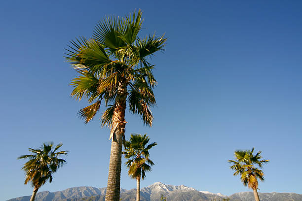 Palms trees stock photo