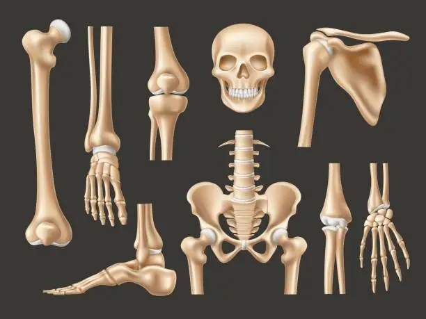 Vector illustration of Realistic human bones. Isolated 3d anatomical body parts, skeleton elements, skull front view, feet, hands and pelvis, various joints, educational medical model, utter vector set
