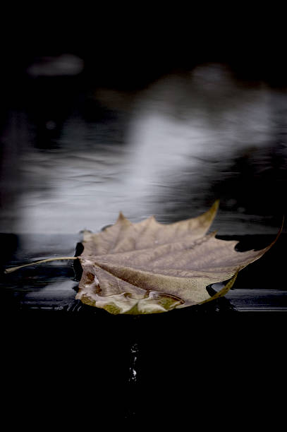leaf on water stock photo