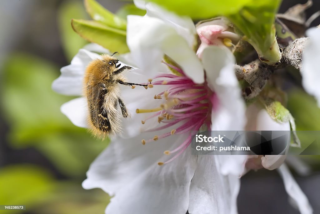 Poilu Scarabée sur almond fleur - Photo de Amandier libre de droits