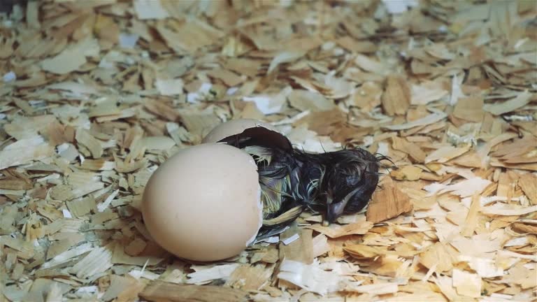 A Black Chick Hatches From The Egg