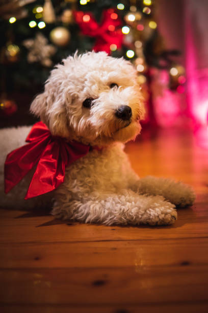 istock Dog with a red bow next to the Christmas tree 1452387069