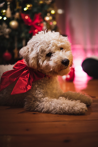 Dog with a red bow next to the Christmas tree