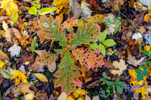 Fall Color Foliage Hits Cuyahoga Valley National Park