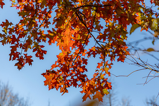 Fall Color Foliage Hits Cuyahoga Valley National Park