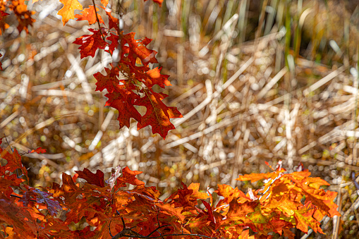 Fall Color Foliage Hits Cuyahoga Valley National Park