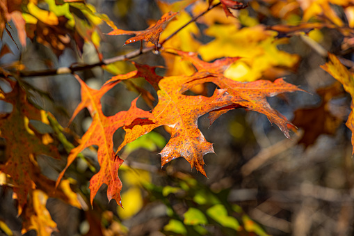 oak tree in the fall with changing colors