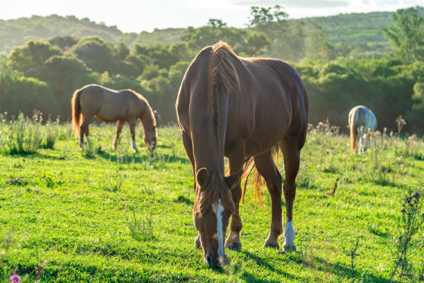 istock horses in nature at sunrise 1452388918