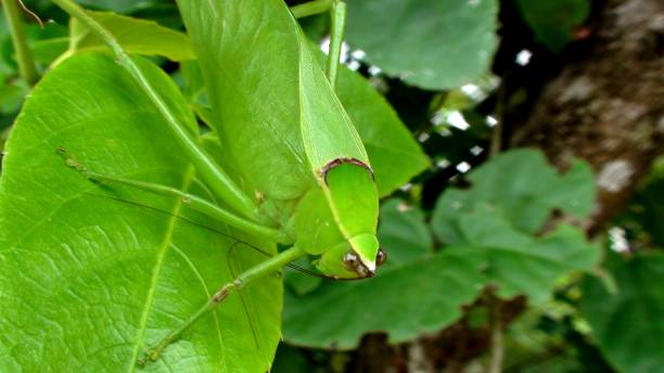 istock hope insect - tettigoniidae 1452389701