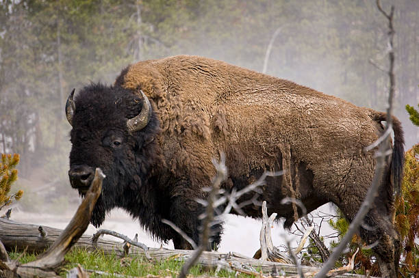 istock Buffalo in mist Wyoming 145239006