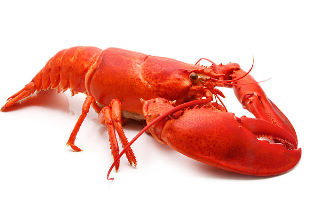 istock Close-up of a red lobster on a white surface 145239008