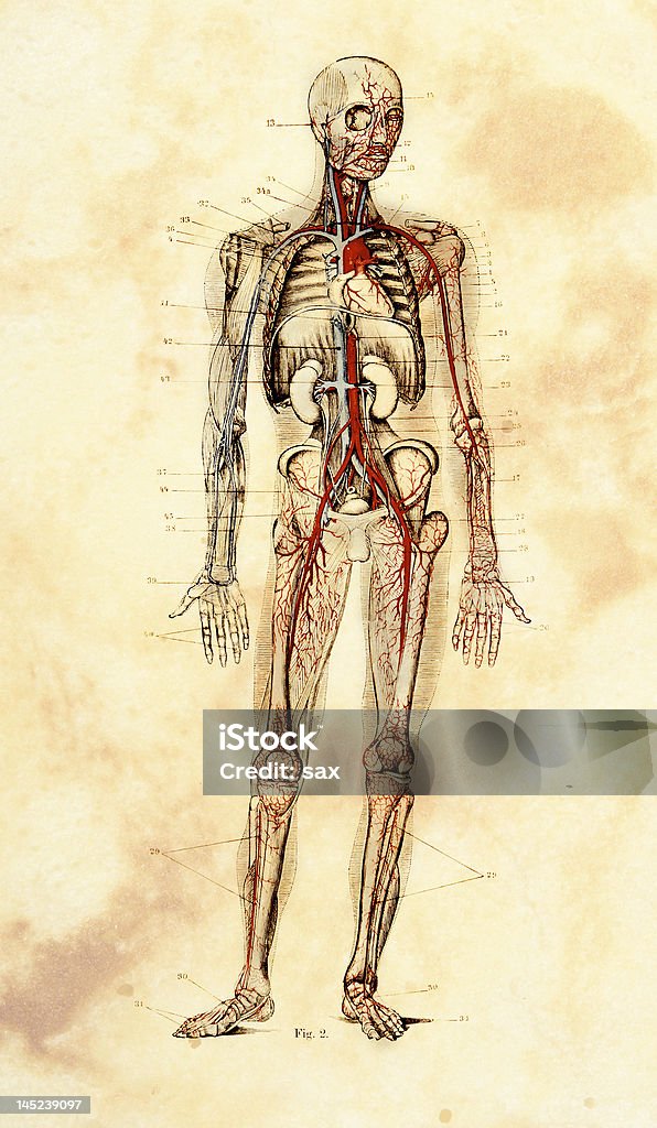 O Modelo anatômico - Foto de stock de Antiguidade royalty-free