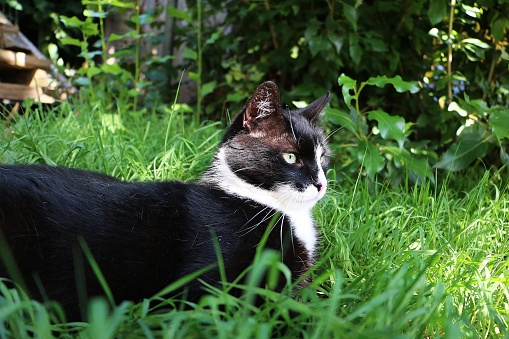 black and white cat is lying in the grass in the garden