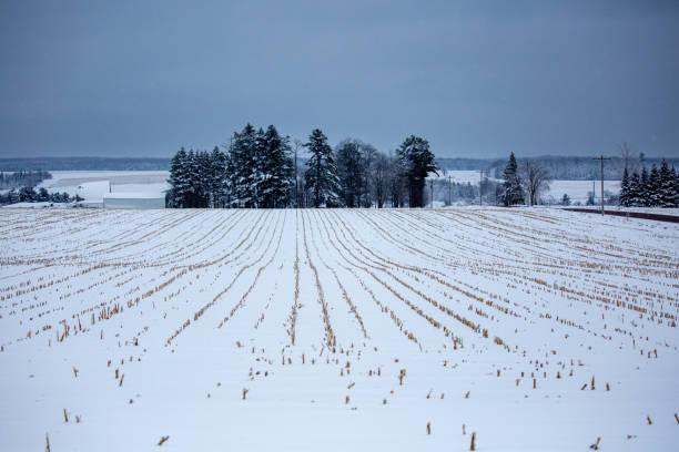 istock Harvested cornfield after a Wisconsin snow storm in December 1452391452