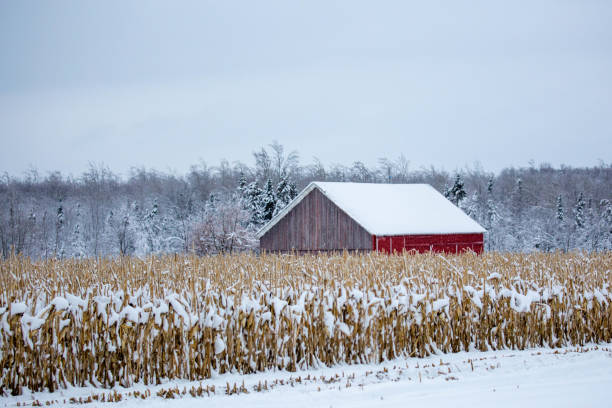 fienile rosso accanto a un campo di grano dopo una tempesta di neve del wisconsin a dicembre - corn snow field winter foto e immagini stock