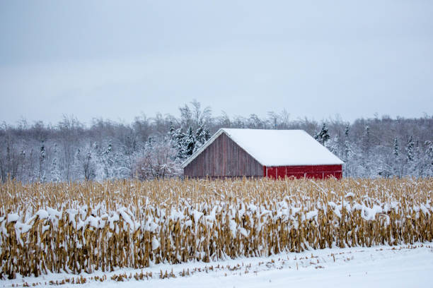 istock Red barn next to a cornfield after a Wisconsin snow storm in December 1452391461