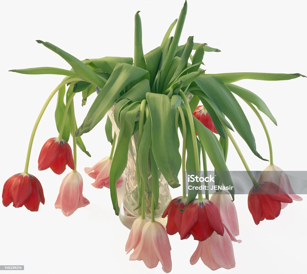 Queda de Flores-isolada - Royalty-free Tulipa Foto de stock