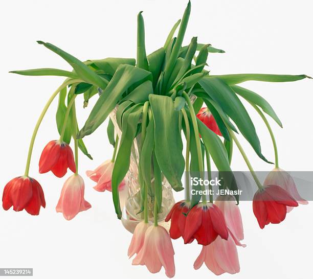 Queda De Floresisolada - Fotografias de stock e mais imagens de Tulipa - Tulipa, Caído, Pendurar