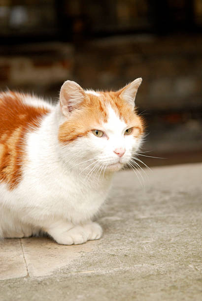 marmalade cat stock photo