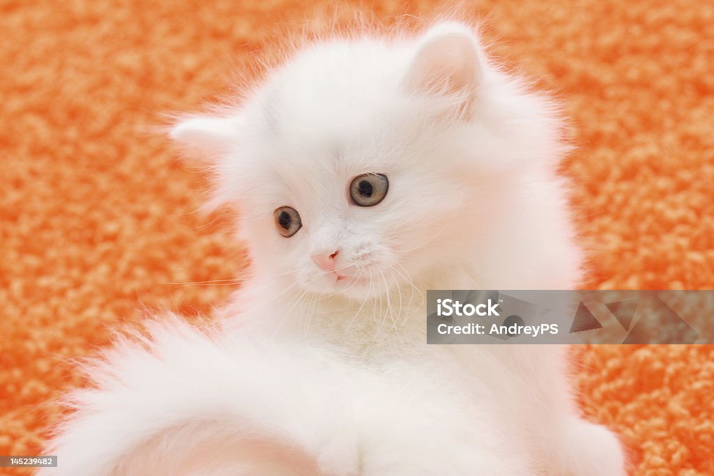 ホワイト、オレンジ色のカーペットの猫 - ふ��わふわのロイヤリティフリーストックフォト