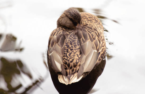 A Female Mallard Duck Resting on Water stock photo