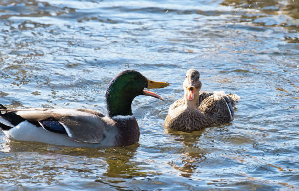 Mallard Male and Female on the Water stock photo