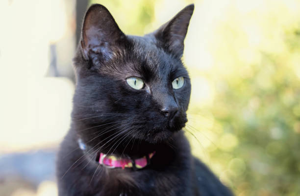 A Black Cat with a Pink Collar stock photo