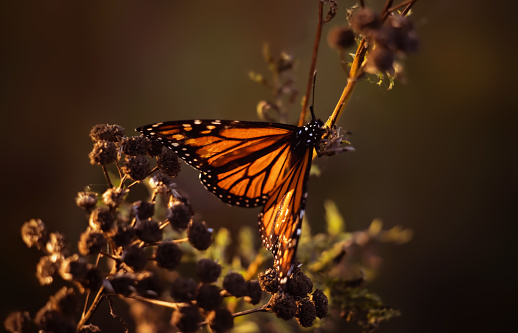 A monarch butterfly rests on a branch while being lit up by golden hour sunlight during an autumn evening in Niagara Falls, Ontario, Canada.