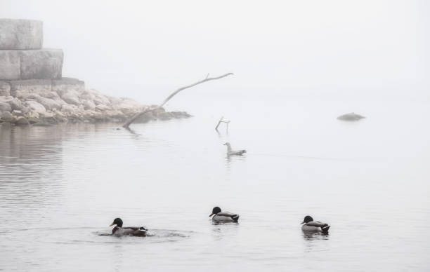 Ducks Swimming on a Foggy Lake stock photo