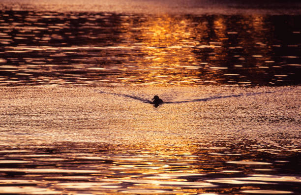 A mallard duck swims in calm lake water during sunset on an autumn evening in Toronto, Ontario, Canada. The orange sky is reflected in the lake, turning the water gold.